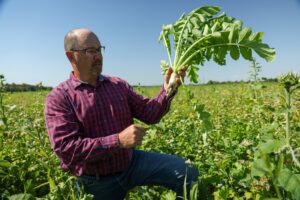 David Halsey holds up a tillage radish from his cover crops field. Image credit: Jeremy Marble, University of Michigan News
