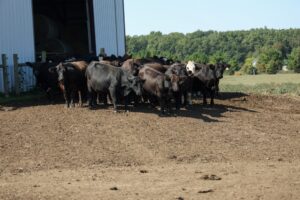 Cows from Halsey Farm in Adrian, Mich. Image credit: Jeremy Marble, University of Michigan News