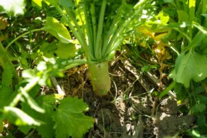 Tillage radish on Halsey Farm in Adrian, Mich. Image credit: Jeremy Marble, University of Michigan News