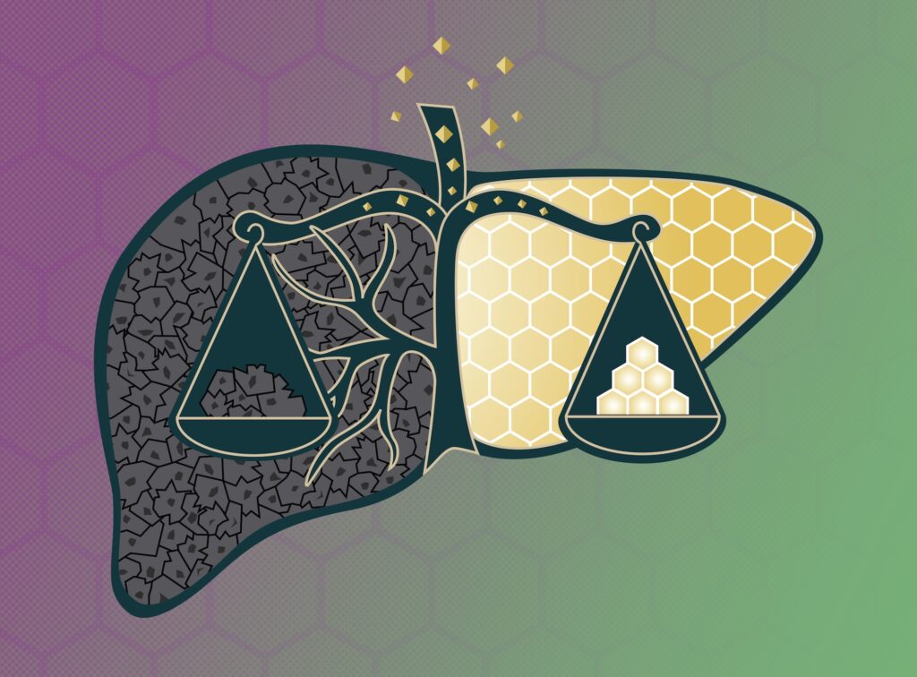 Illustration of a liver bisected by the scales of justice, often associated with the Greek goddess Themis. Researchers found that mouse livers lacking the protein THEMIS showed greater liver injury and inflammation (left side), while increased THEMIS led to improved protection from liver injury and MASH (right side). Image credit: Rajani Arora, U-M Life Sciences